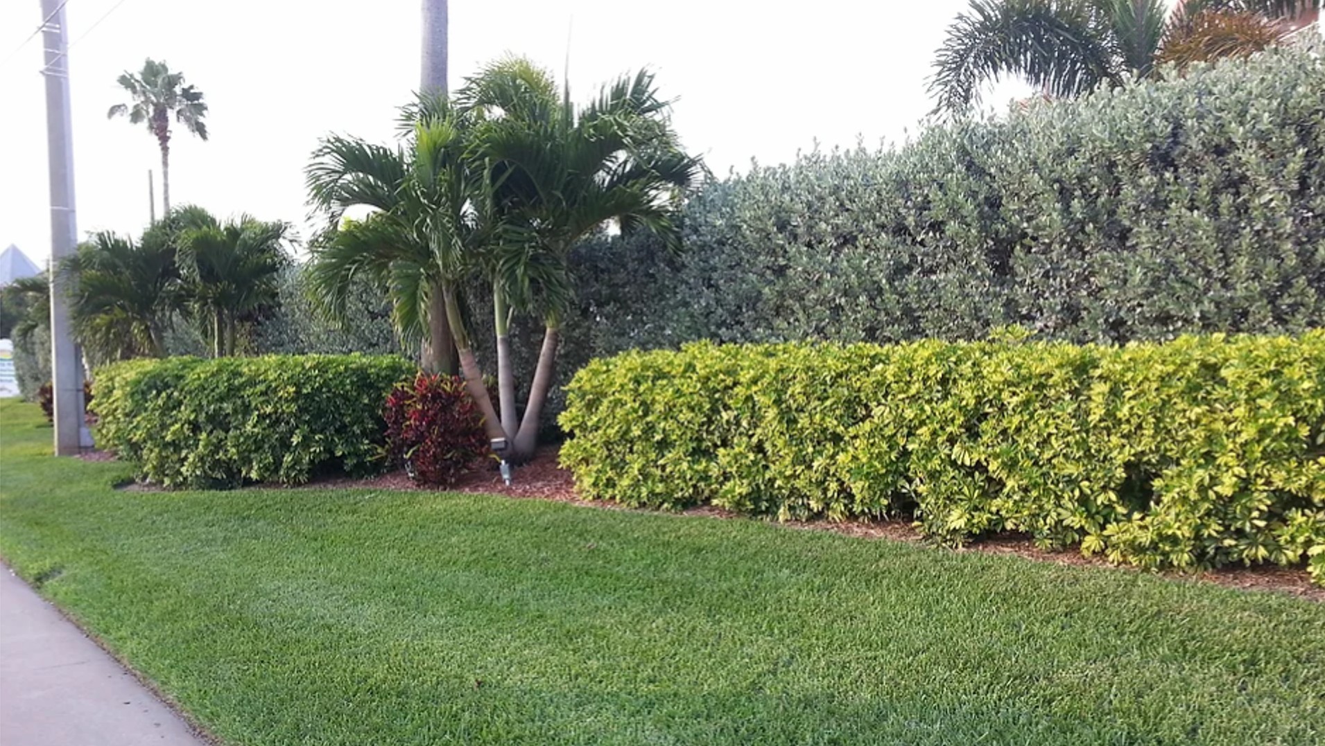landscape serviced by collins lawn care and shrub care