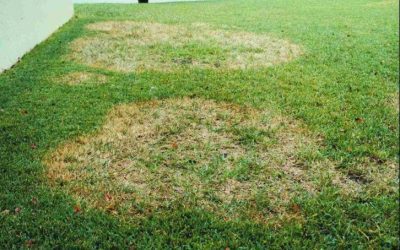 Brown Patch: A Common Lawn Disease in Florida