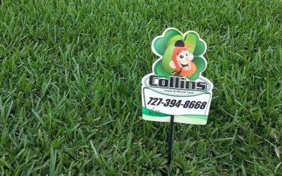 How to Get the Best Looking Lawn in the Neighborhood?