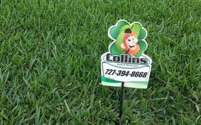 How to Get the Best Looking Lawn in the Neighborhood?